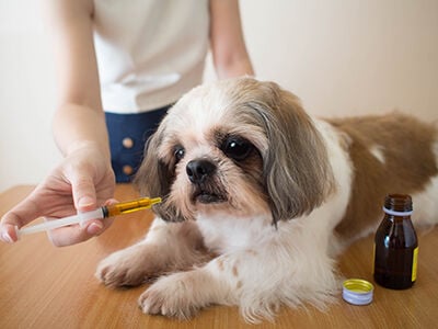 Supplements and Remedies for Dogs